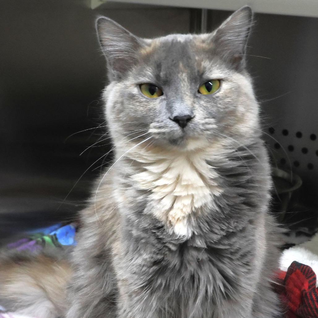 Enlarge Ashley, a Adoptable Domestic Medium Hair in Chaska, MN image 3/6