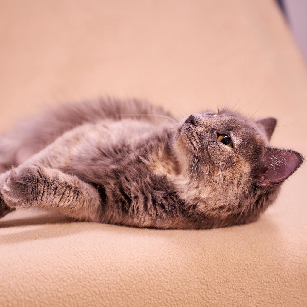 Enlarge Ashley, a Adoptable Domestic Medium Hair in Chaska, MN image 4/6