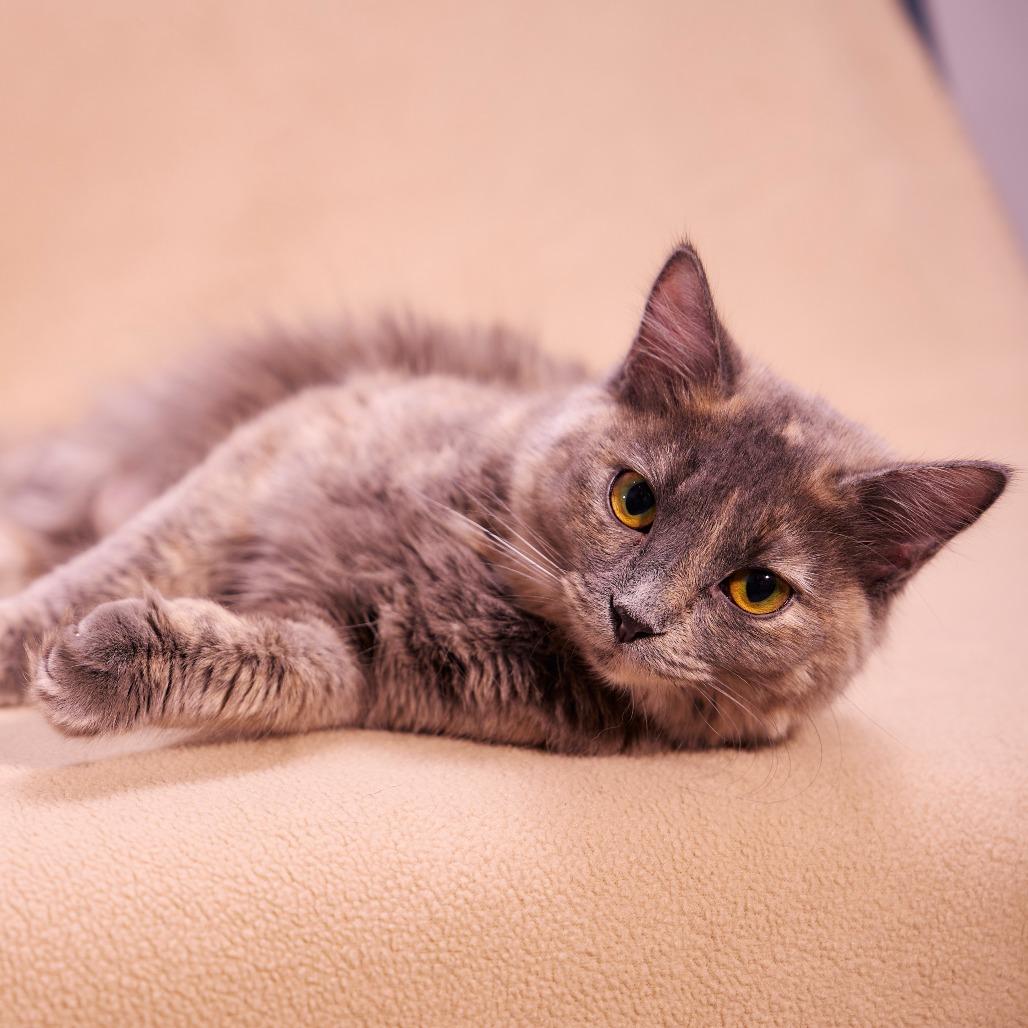 Enlarge Ashley, a Adoptable Domestic Medium Hair in Chaska, MN image 5/6