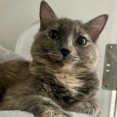 Enlarge Ashley, a Adoptable Domestic Medium Hair in Chaska, MN image 6/6