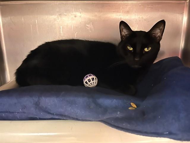 SALEM, Adoptable, Adult Male Domestic Short Hair.