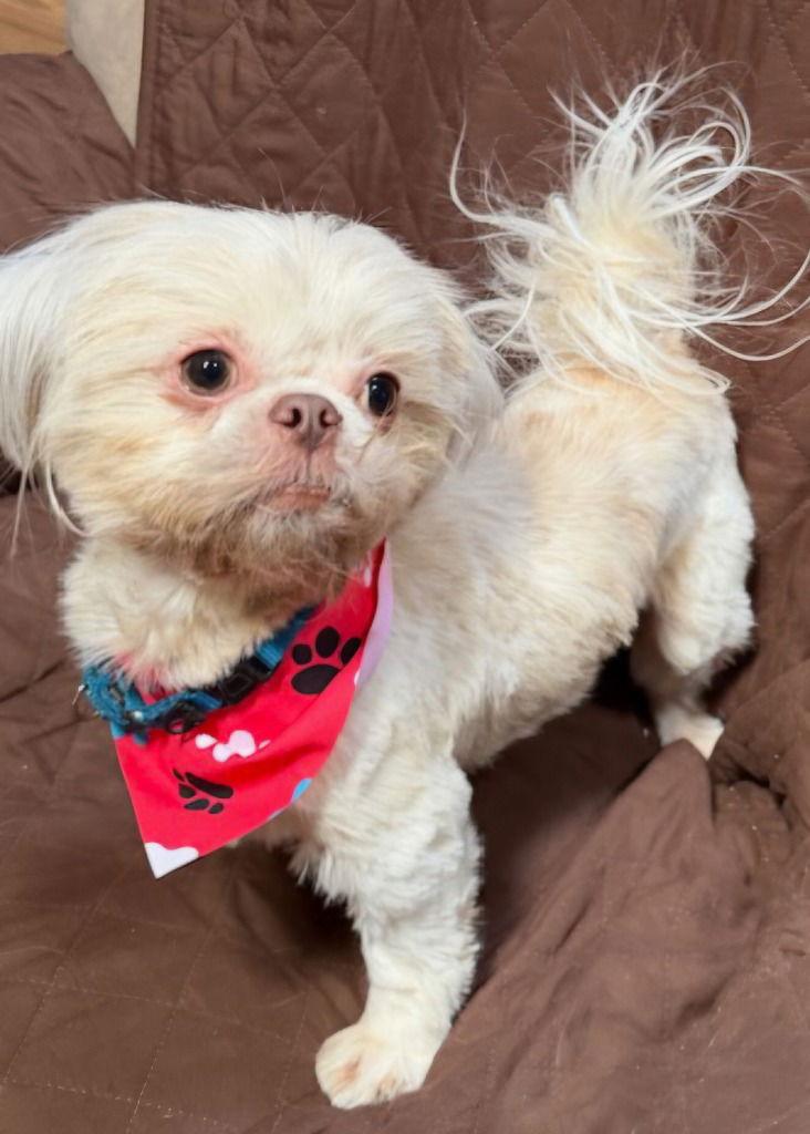 Sid, Adoptable, Young Male Pekingese & Shih Tzu.