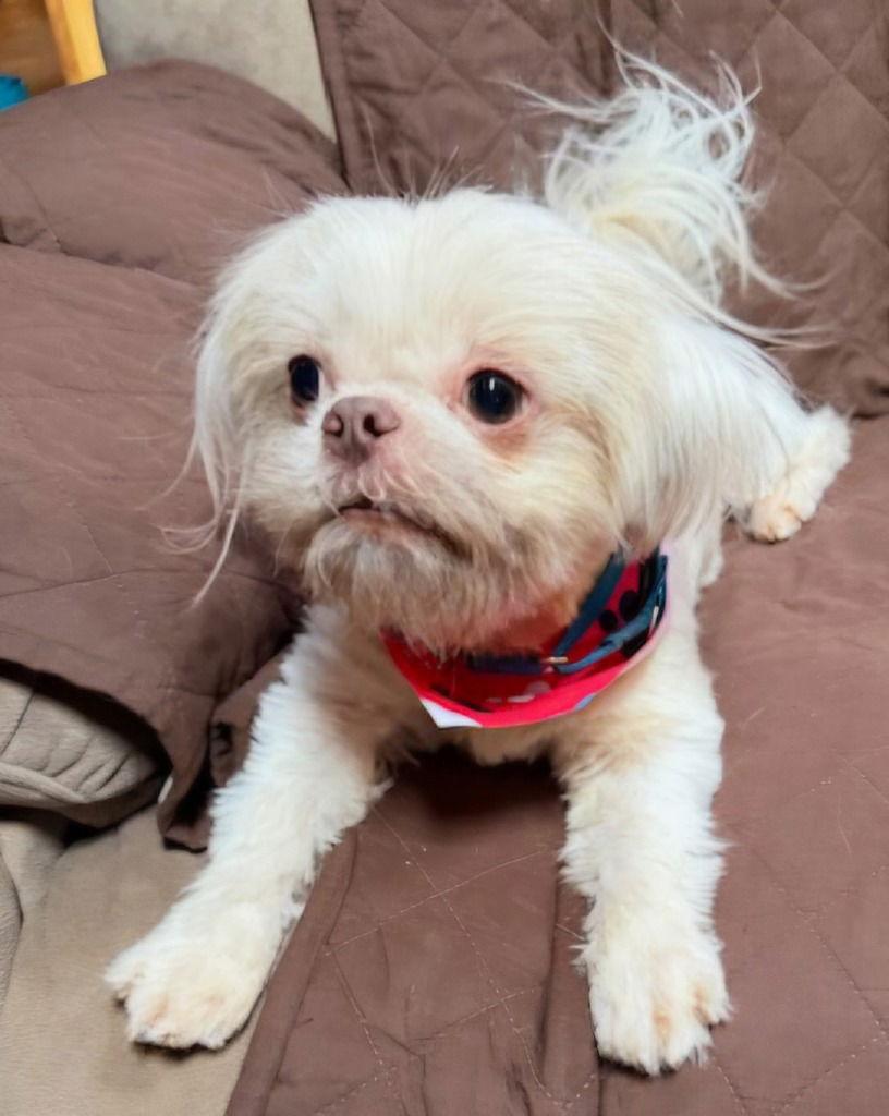 Sid, a Adoptable mixed breed in Ellijay, GA image 2/3