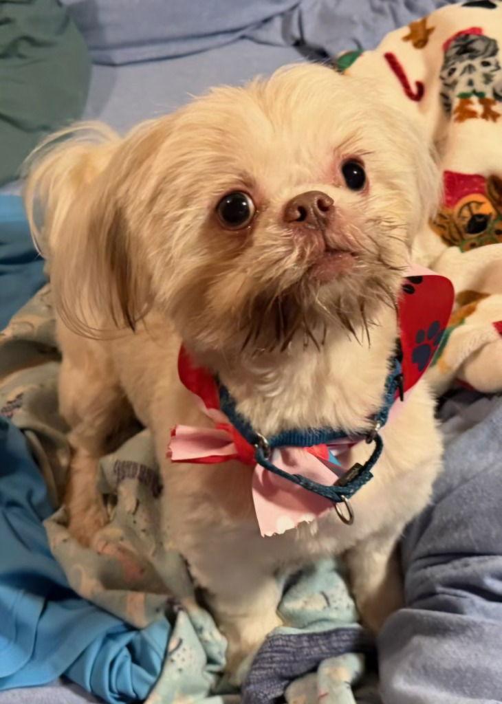 Sid, a Adoptable mixed breed in Ellijay, GA image 3/3