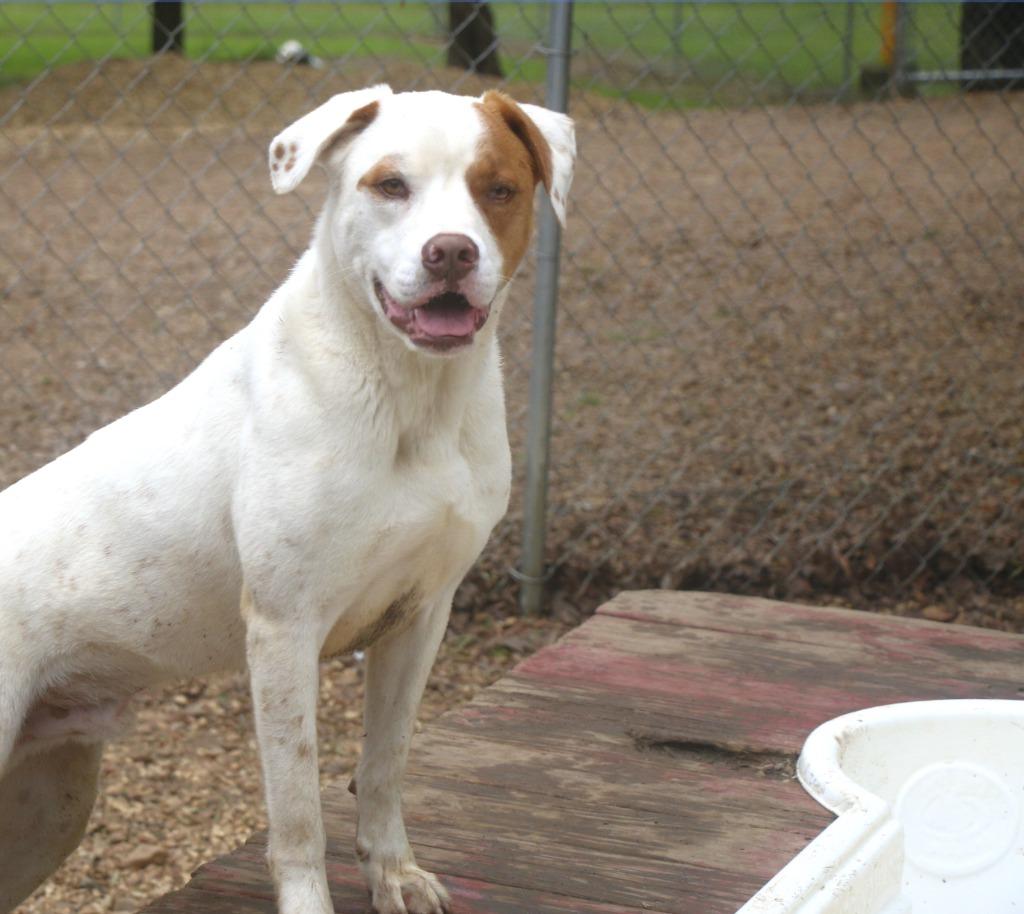 Enlarge Hamish 25, a Adoptable mixed breed in Brookhaven, MS image 1/5