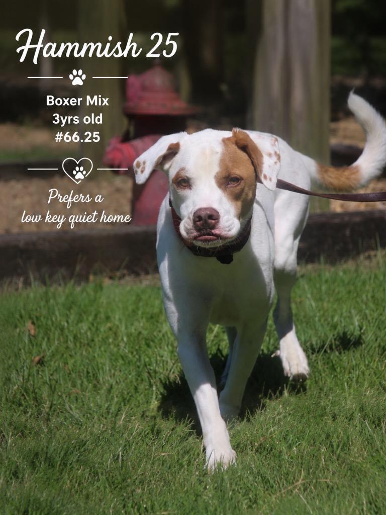 Enlarge Hamish 25, a Adoptable mixed breed in Brookhaven, MS image 2/5