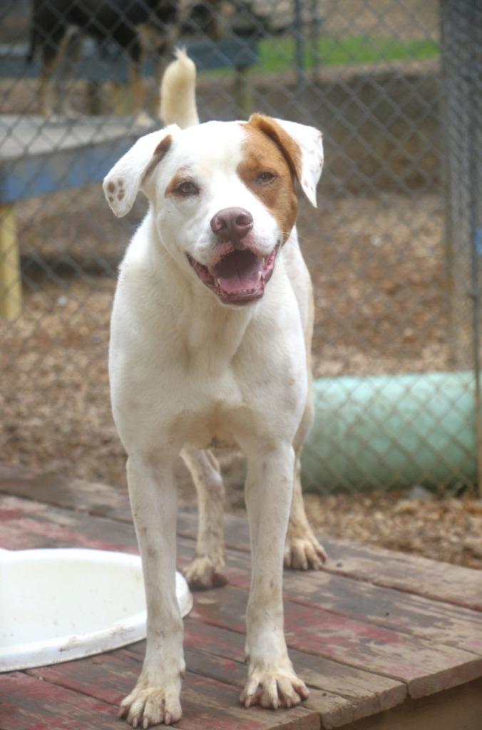 Enlarge Hamish 25, a Adoptable mixed breed in Brookhaven, MS image 3/5