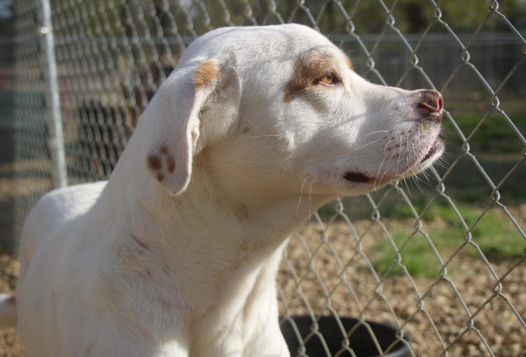 Enlarge Hamish 25, a Adoptable mixed breed in Brookhaven, MS image 4/5