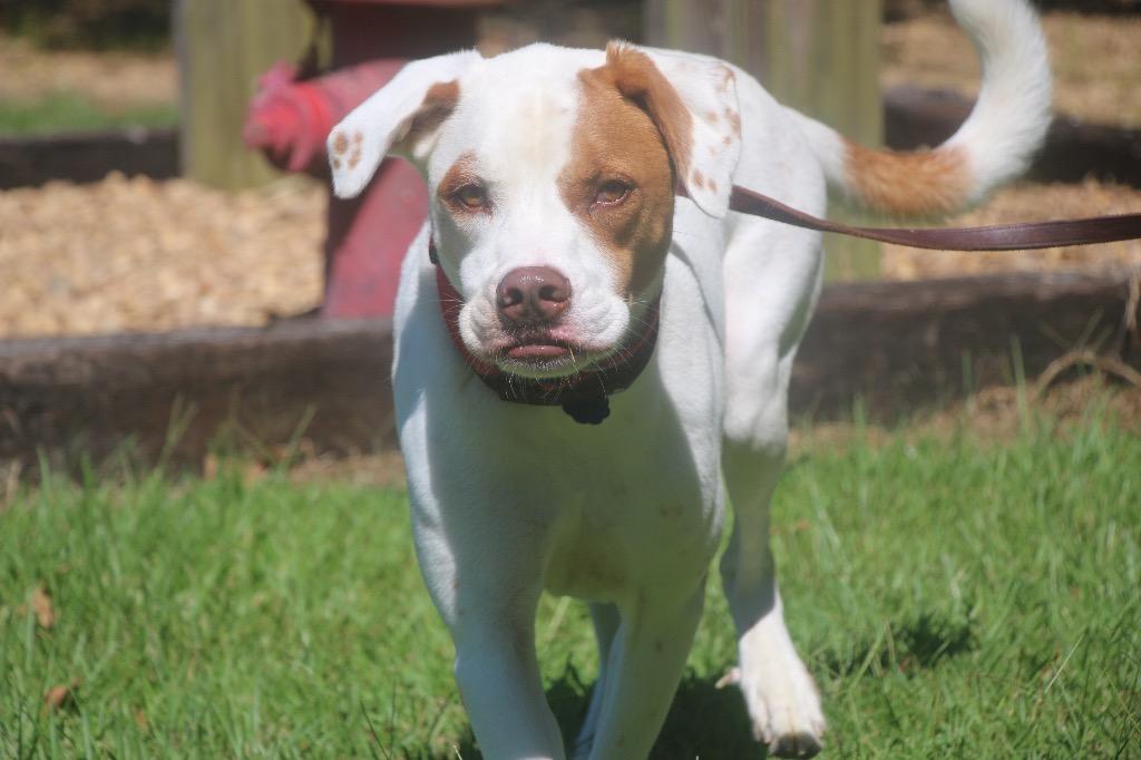 Enlarge Hamish 25, a Adoptable mixed breed in Brookhaven, MS image 5/5
