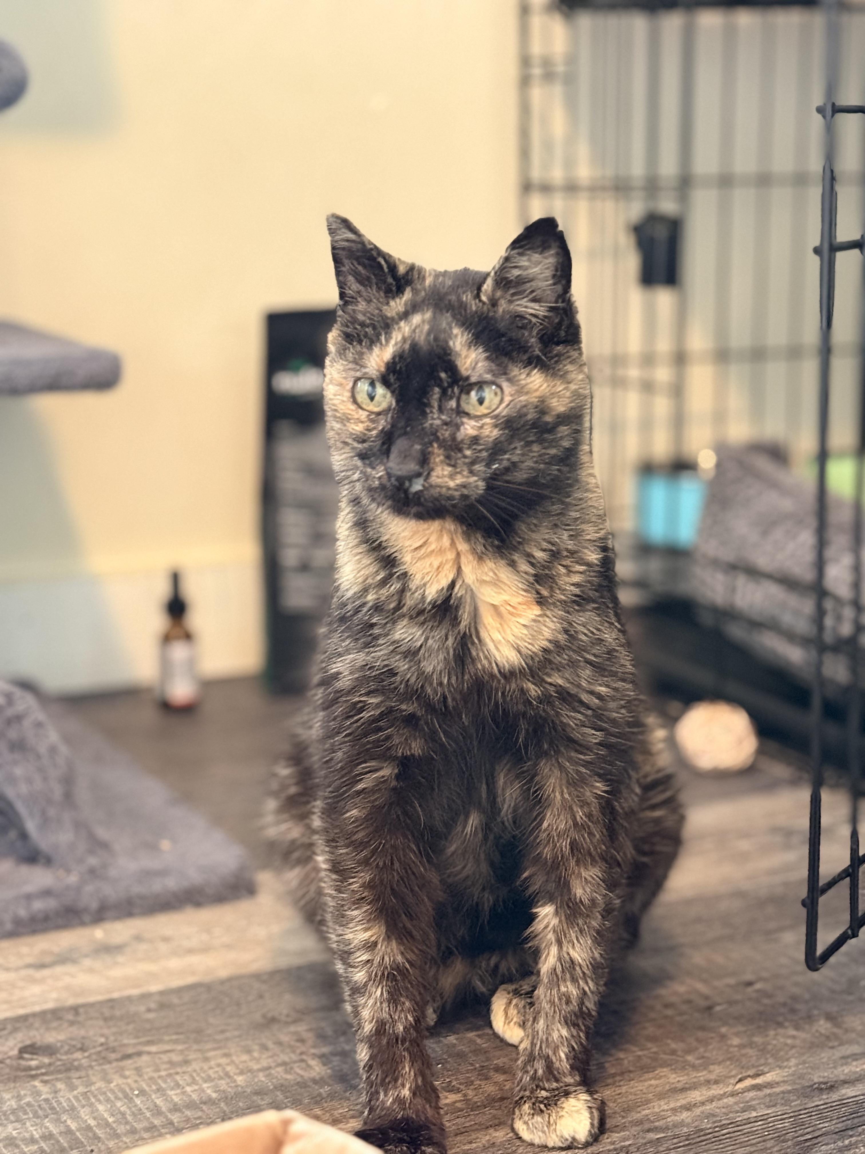 Maple, ADOPTABLE, Senior Female Domestic Short Hair.
