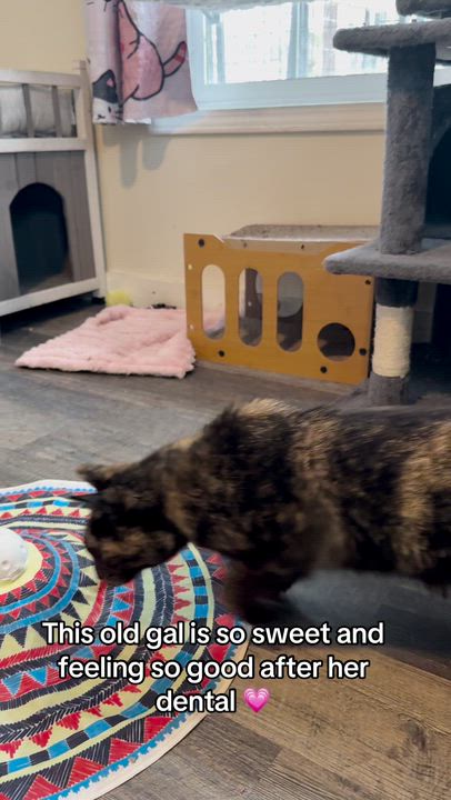 Enlarge Maple, a ADOPTABLE Domestic Short Hair in The Dalles, OR video 2/2