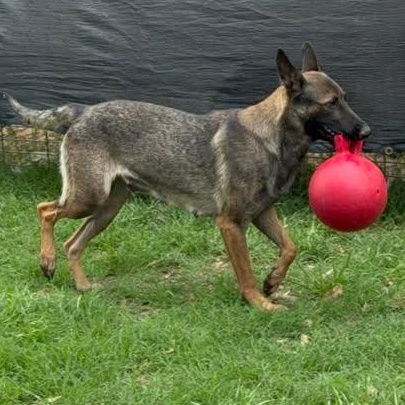 Lovie, Adoptable, Adult Female Belgian Shepherd / Malinois & German Shepherd Dog.