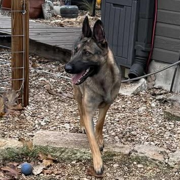 Enlarge Lovie, a Adoptable mixed breed in Lockhart, TX image 1/5