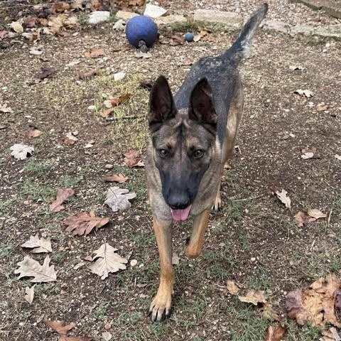Lovie, Adoptable, Adult Female Belgian Shepherd / Malinois & German Shepherd Dog.