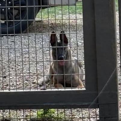 Enlarge Lovie, a Adoptable mixed breed in Lockhart, TX image 3/5