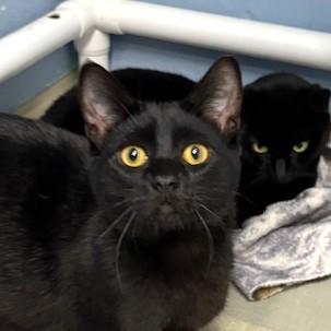 Enlarge Orlando, an adoptable Domestic Short Hair in Long Beach, WA image 1/3