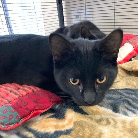 Enlarge Orlando, an adoptable Domestic Short Hair in Long Beach, WA image 2/3