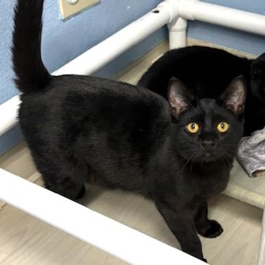 Enlarge Orlando, an adoptable Domestic Short Hair in Long Beach, WA image 2/3