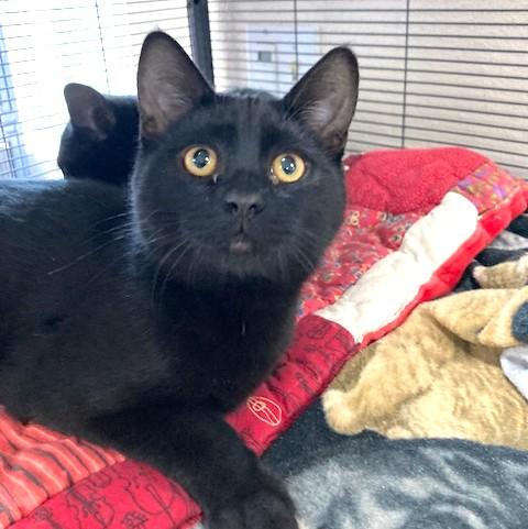 Orlando, adoptable, Kitten Male Domestic Short Hair.