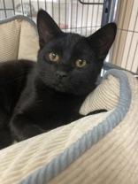 Enlarge Orlando, an adoptable Domestic Short Hair in Long Beach, WA image 3/3