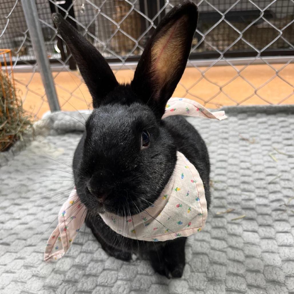 Muffin, Adoptable, Adult Female Bunny Rabbit.