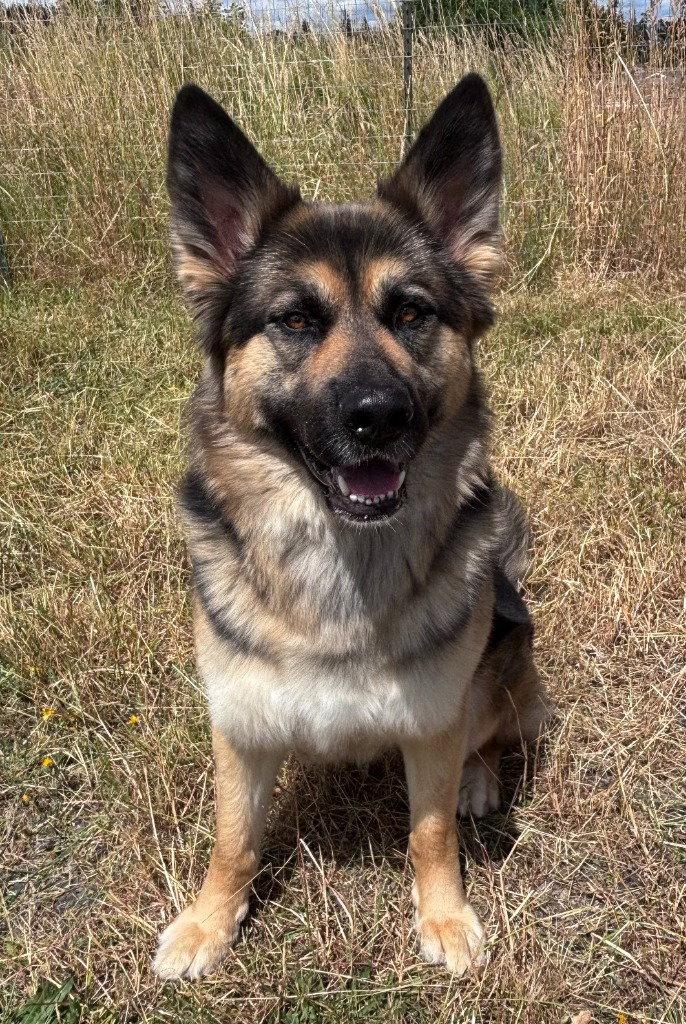 Luna, Adoptable, Adult Female German Shepherd Dog.