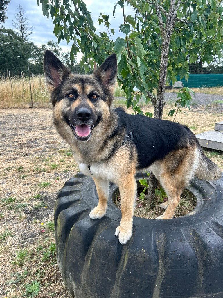 Luna, a Adoptable German Shepherd Dog in St. Helens, OR image 2/2