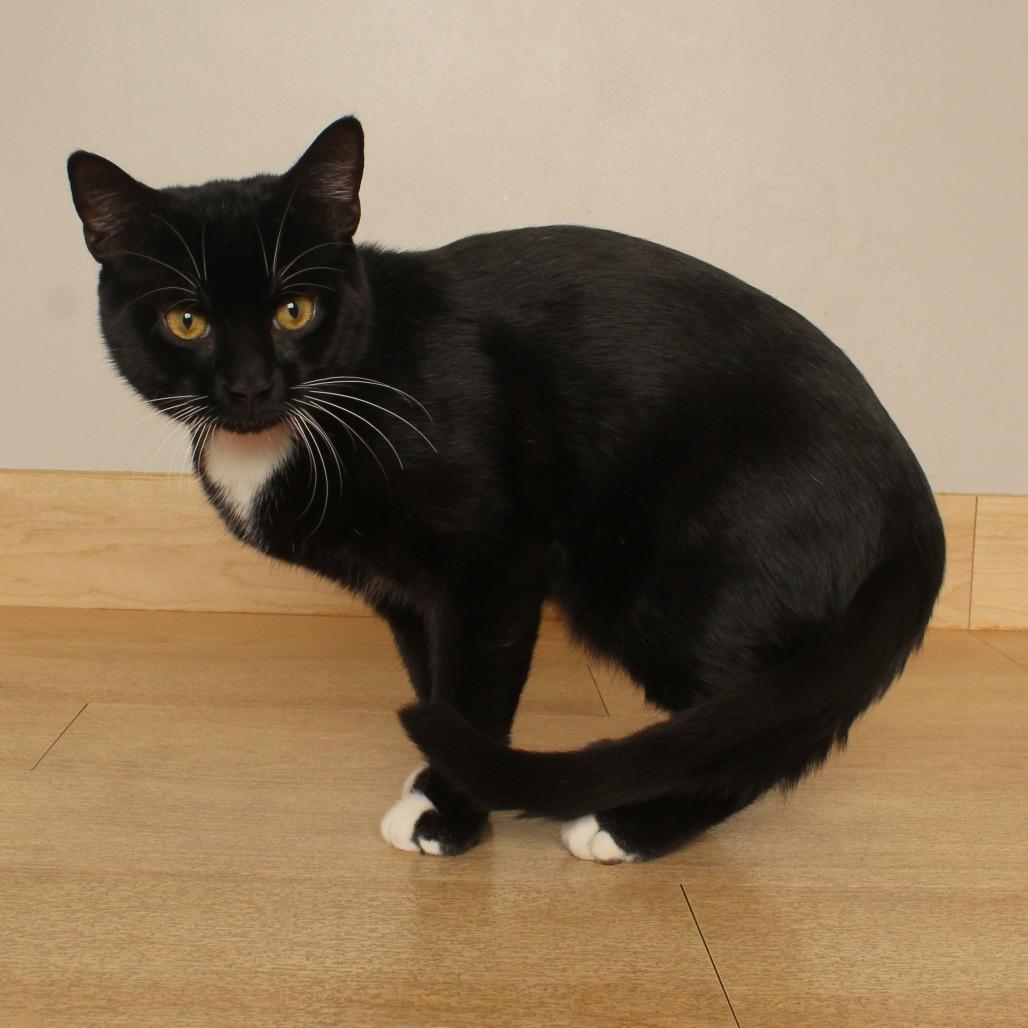 Enlarge Space Tower C71181, a Adoptable Domestic Short Hair in Minnetonka, MN image 1/6