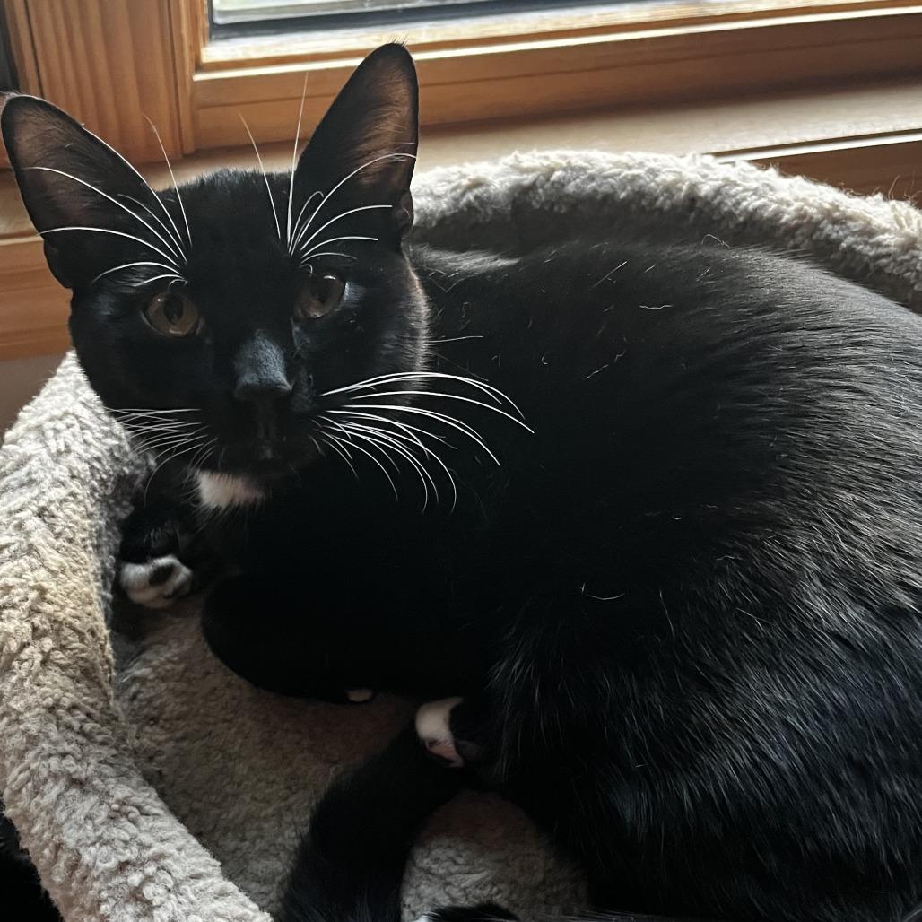Enlarge Space Tower C71181, a Adoptable Domestic Short Hair in Minnetonka, MN image 2/6
