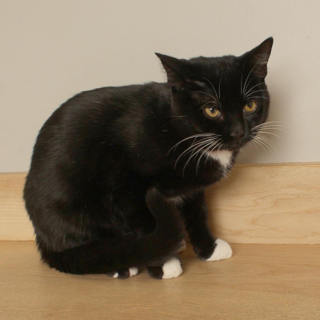Enlarge Space Tower C71181, a Adoptable Domestic Short Hair in Minnetonka, MN image 3/6