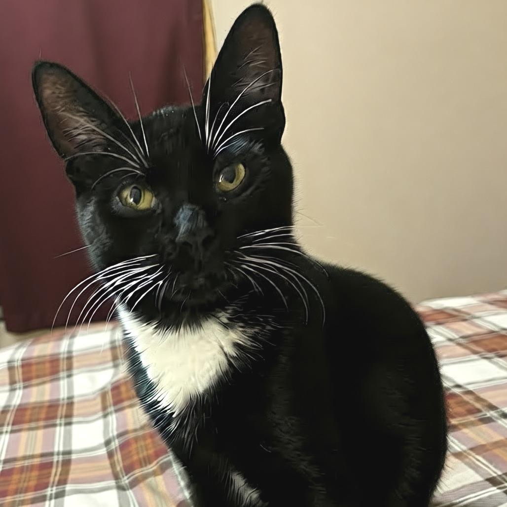 Enlarge Space Tower C71181, a Adoptable Domestic Short Hair in Minnetonka, MN image 6/6