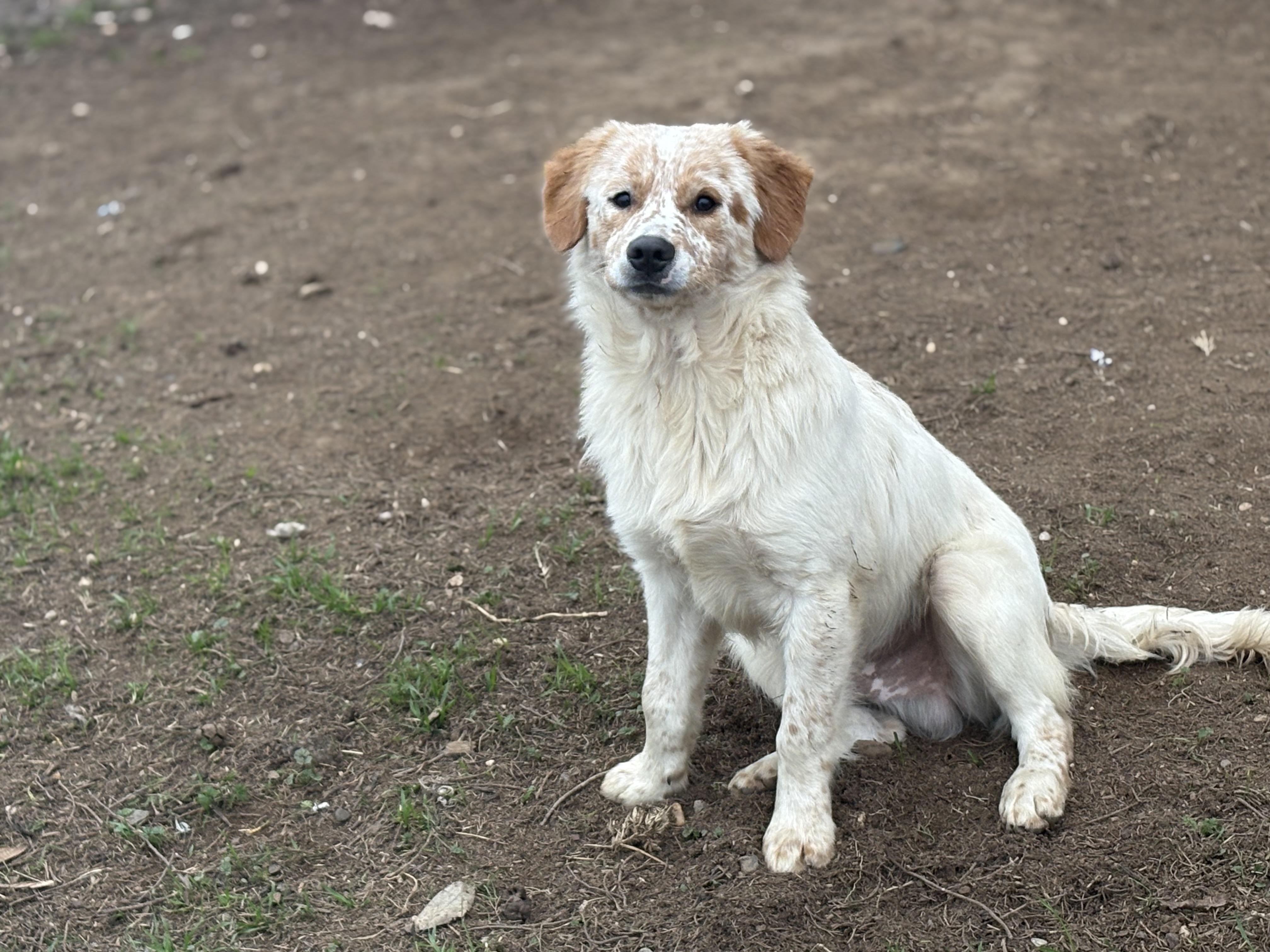 Enlarge Rusty, a Adoptable mixed breed in Yuba City, CA image 3/4