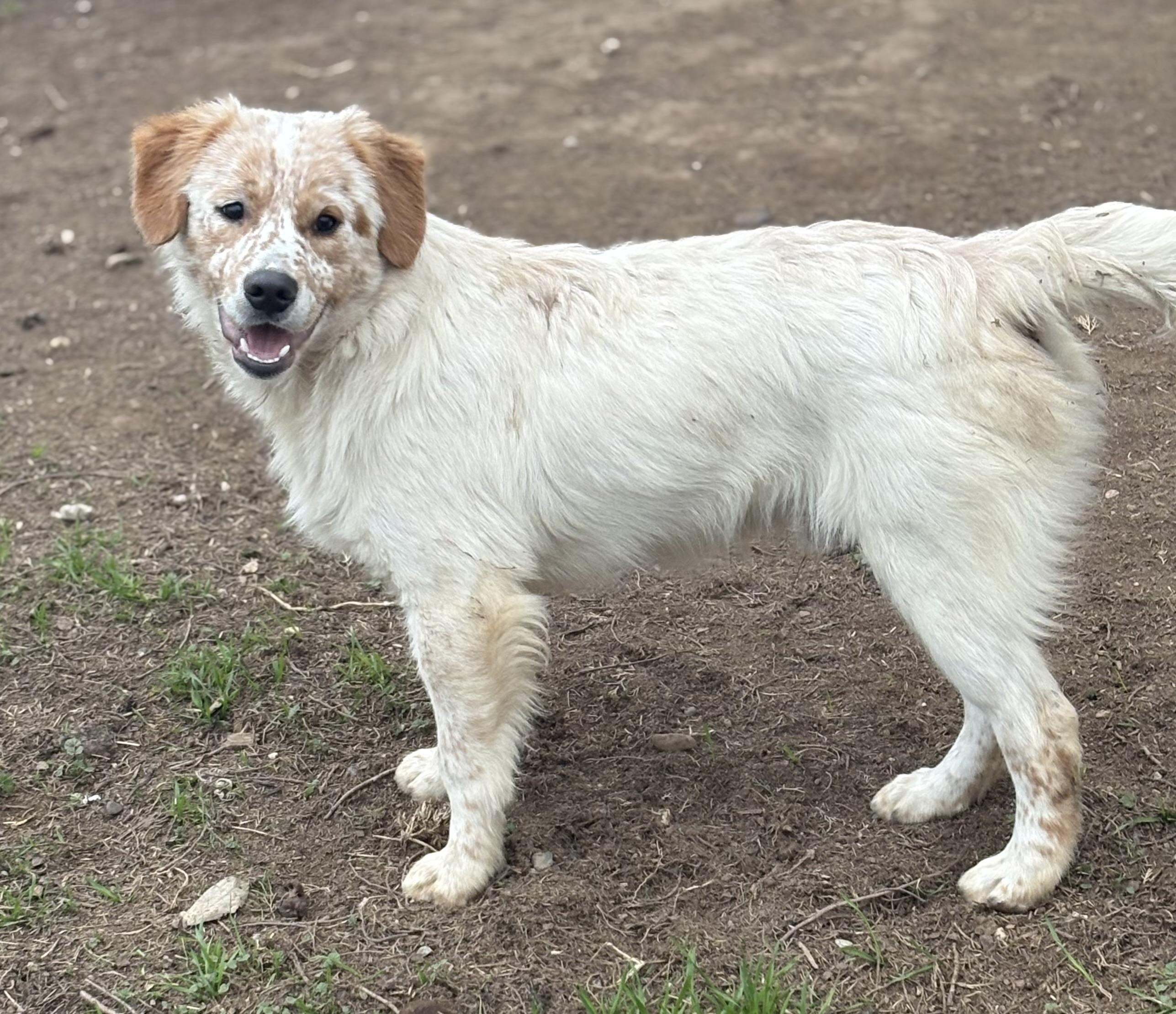 Enlarge Rusty, a Adoptable mixed breed in Yuba City, CA image 2/4