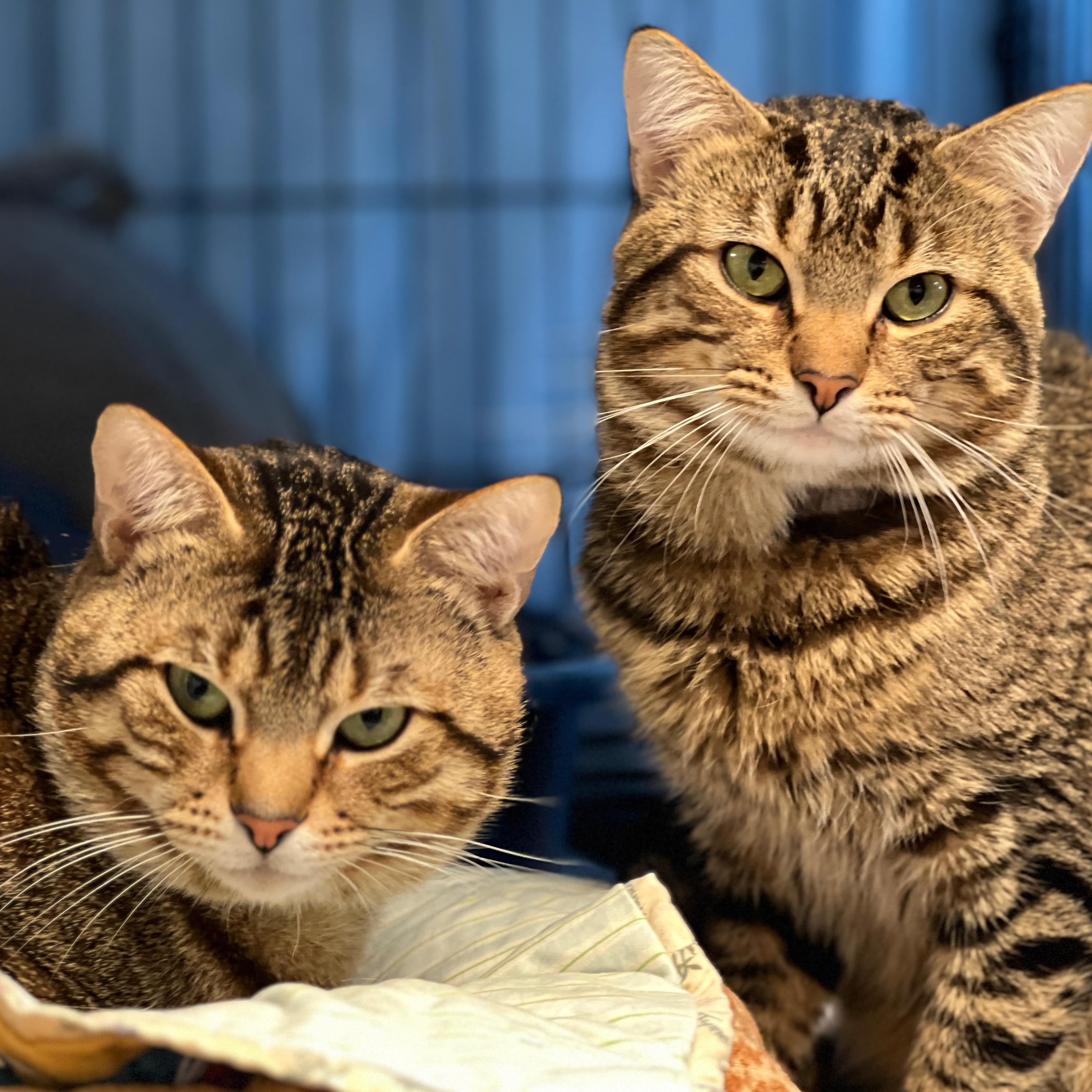 Bruce and Goose- bonded brothers, ADOPTABLE, Adult Male Domestic Short Hair & Tabby.
