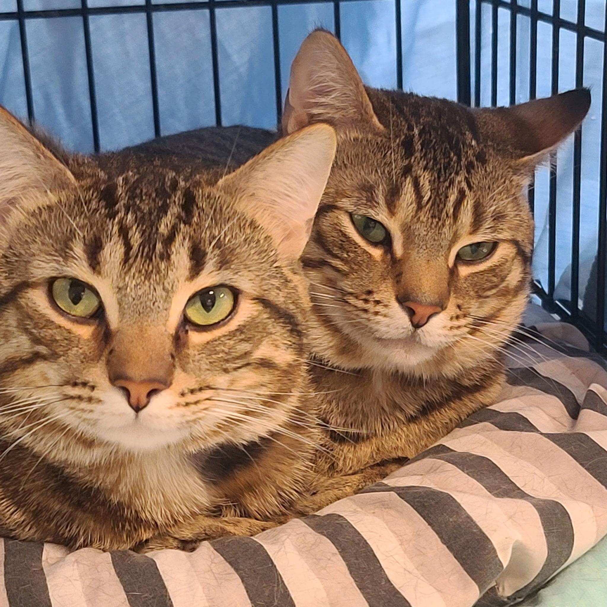 Enlarge Bruce and Goose- bonded brothers, a ADOPTABLE mixed breed in Germansville, PA image 2/5