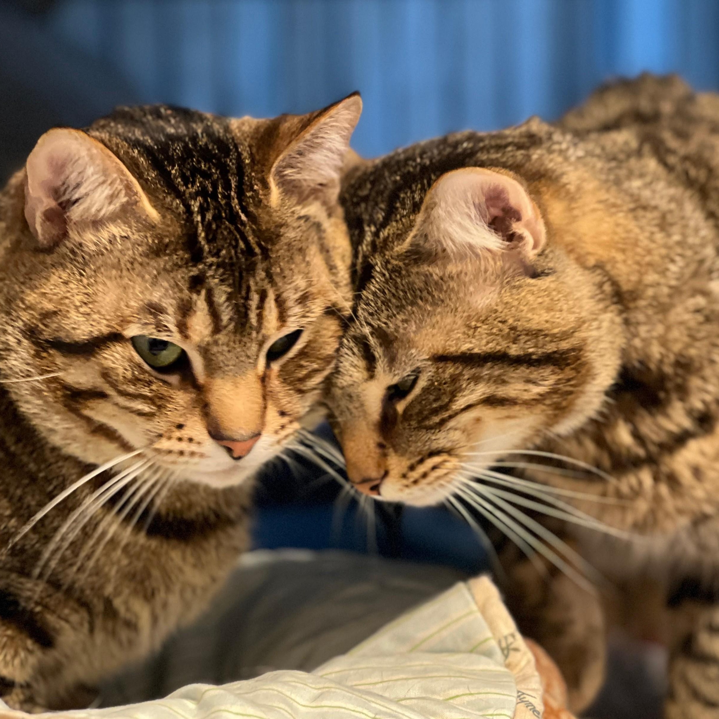 Enlarge Bruce and Goose- bonded brothers, a ADOPTABLE mixed breed in Germansville, PA image 4/5