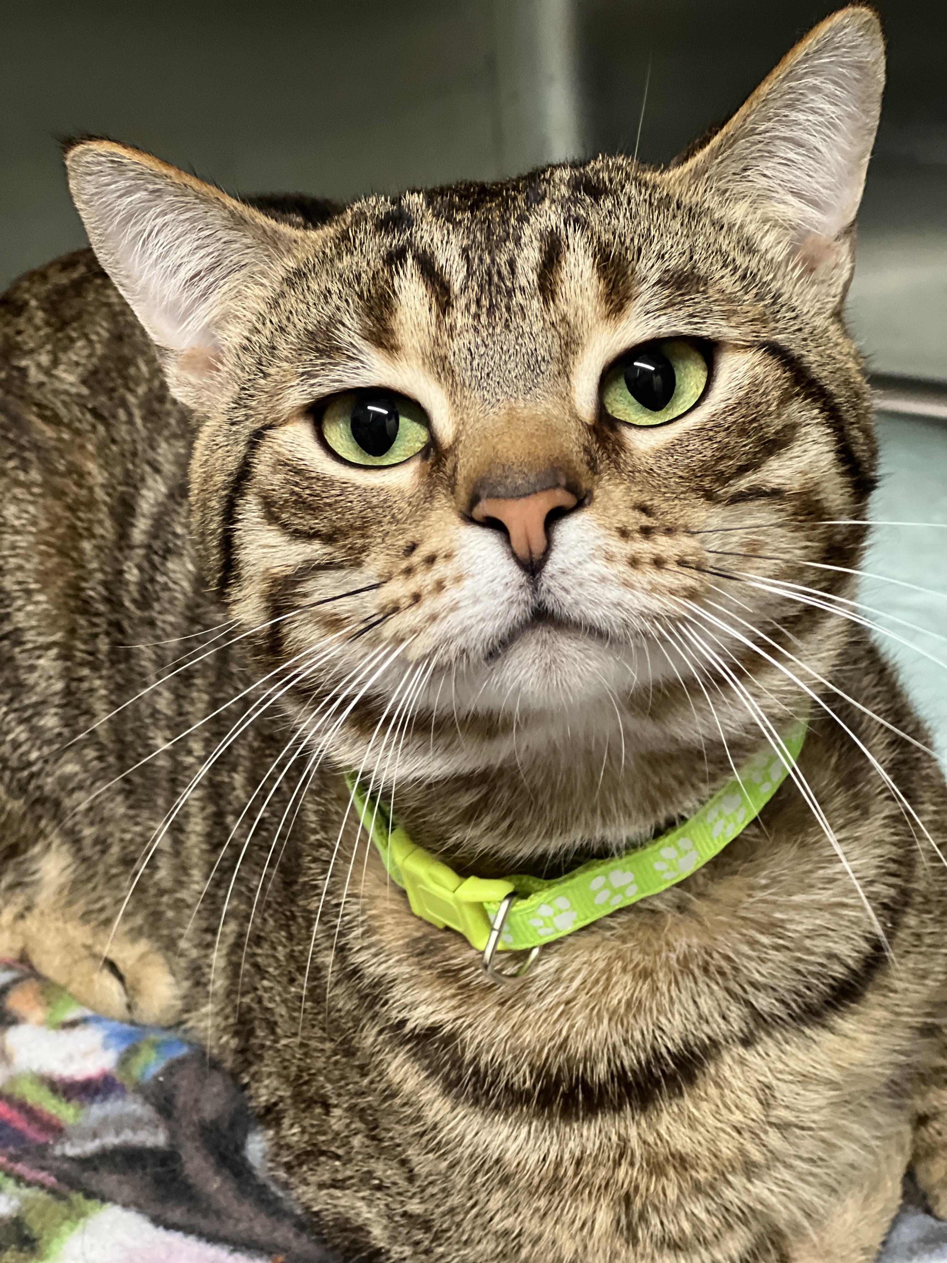 Enlarge Bruce and Goose- bonded brothers, a ADOPTABLE mixed breed in Germansville, PA image 3/5