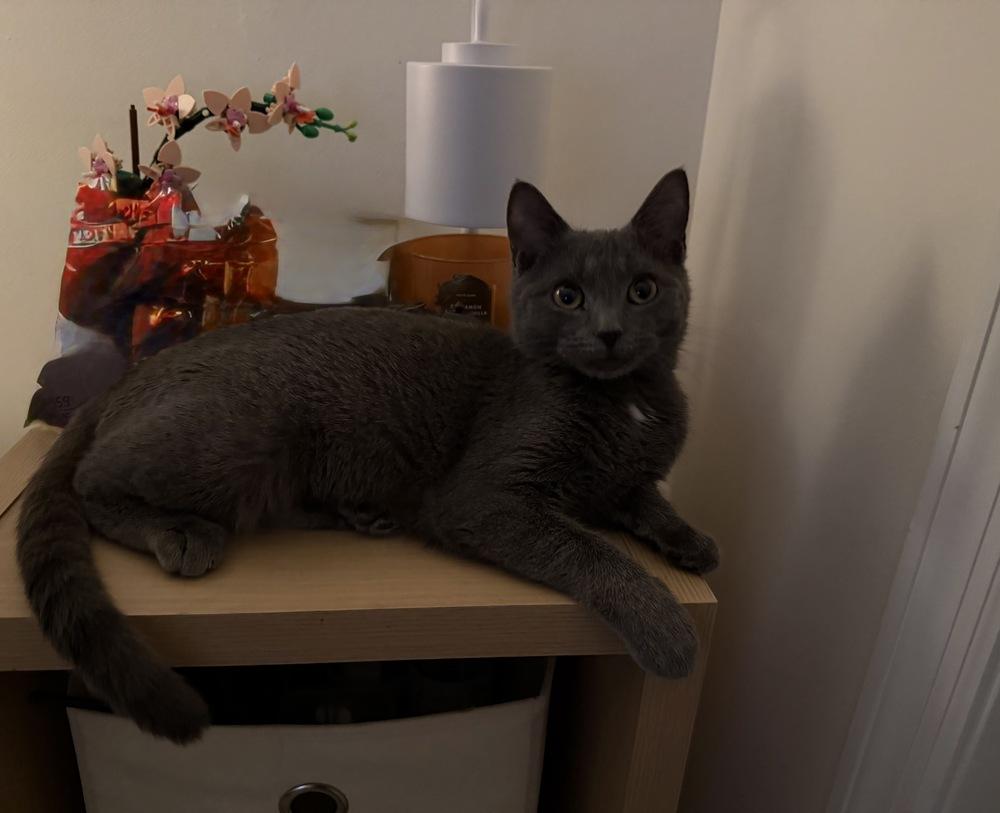 Enlarge Tink, a Adopted mixed breed in Warren, CT image 1/6