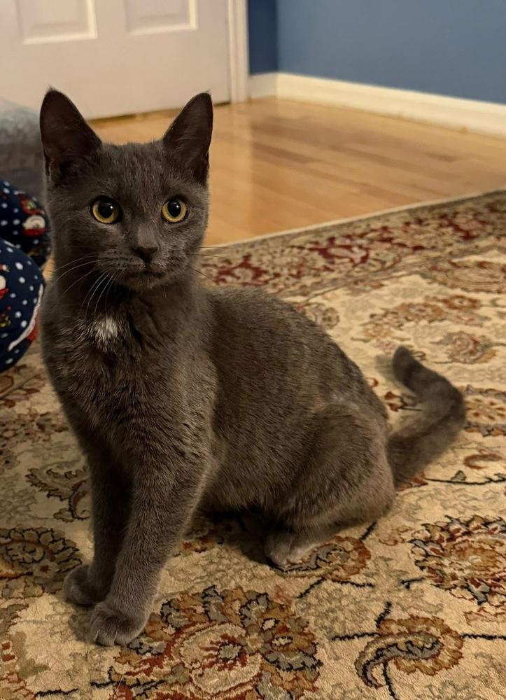 Enlarge Tink, a Adopted mixed breed in Warren, CT image 2/6