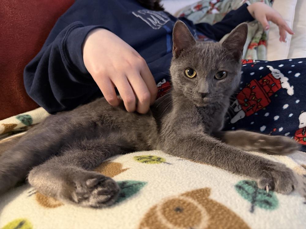 Enlarge Tink, a Adopted mixed breed in Warren, CT image 3/6