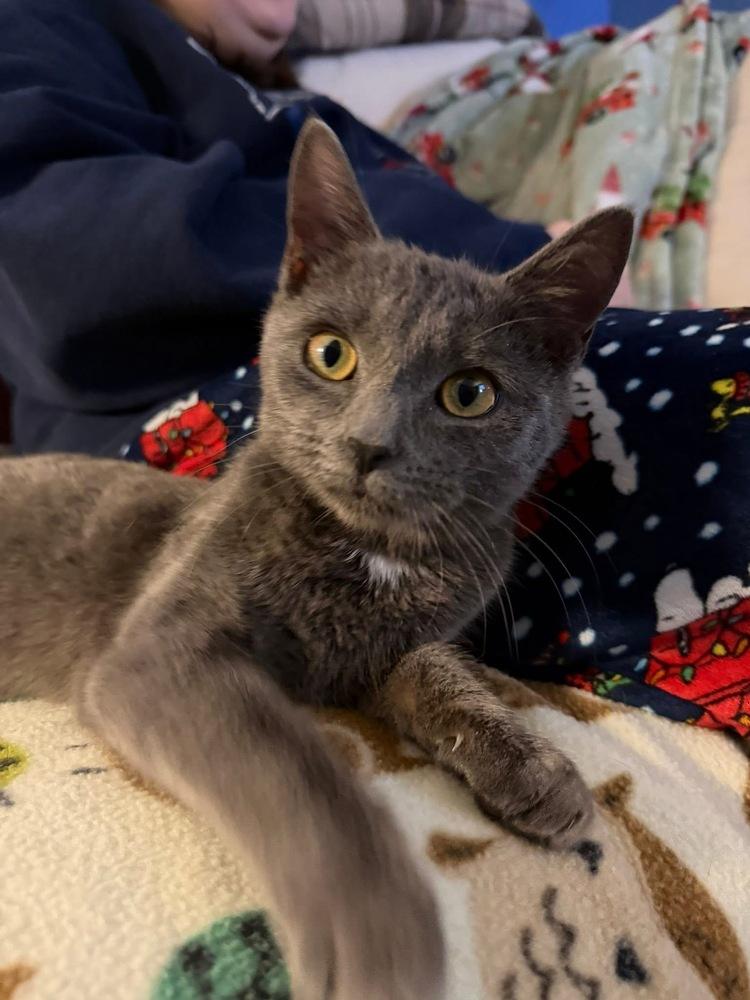 Enlarge Tink, a Adopted mixed breed in Warren, CT image 4/6