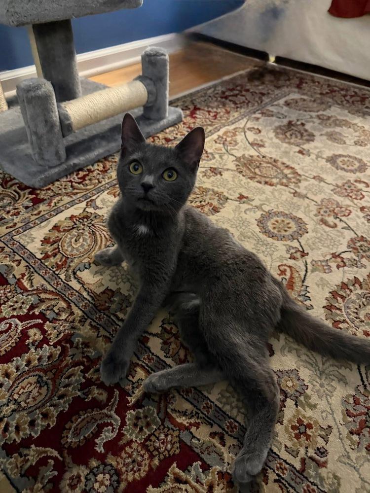 Enlarge Tink, a Adopted mixed breed in Warren, CT image 5/6