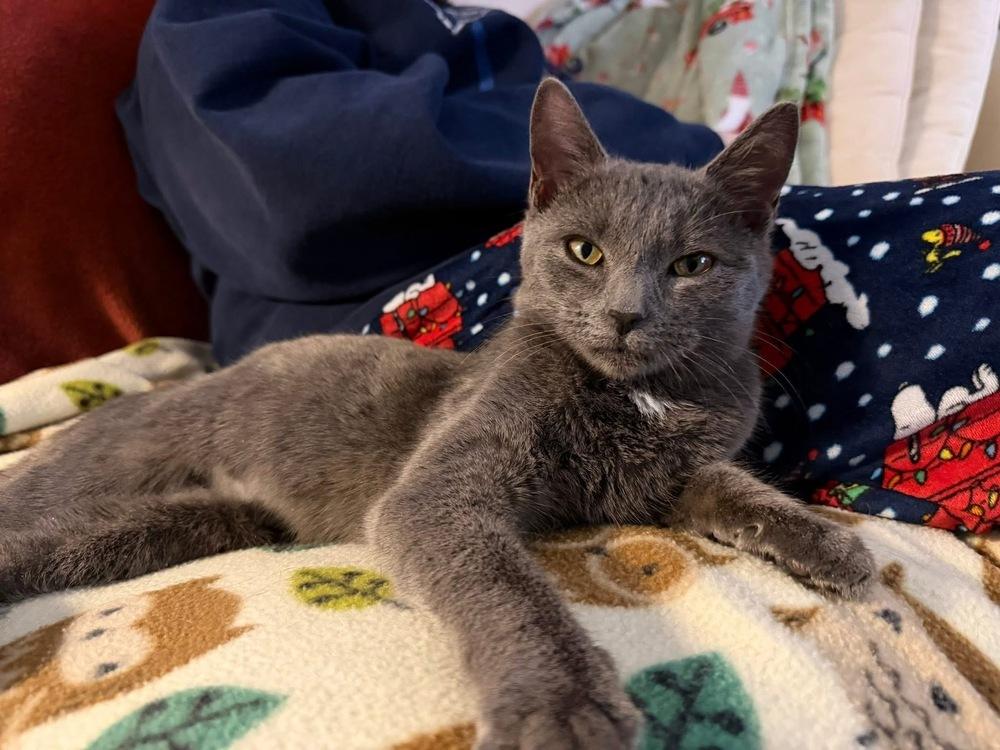 Enlarge Tink, a Adopted mixed breed in Warren, CT image 6/6