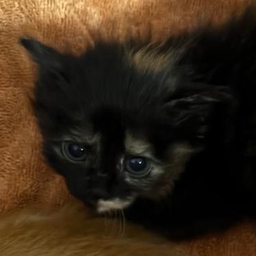 Ewok, Adoptable, Kitten Female Domestic Short Hair.