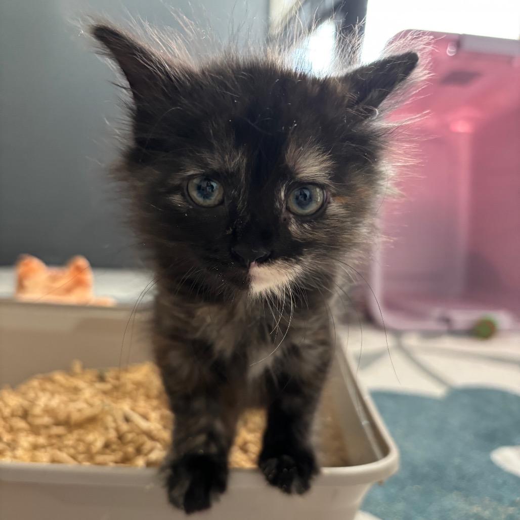 Enlarge Ewok, a Adoptable Domestic Short Hair in Katy, TX image 2/3