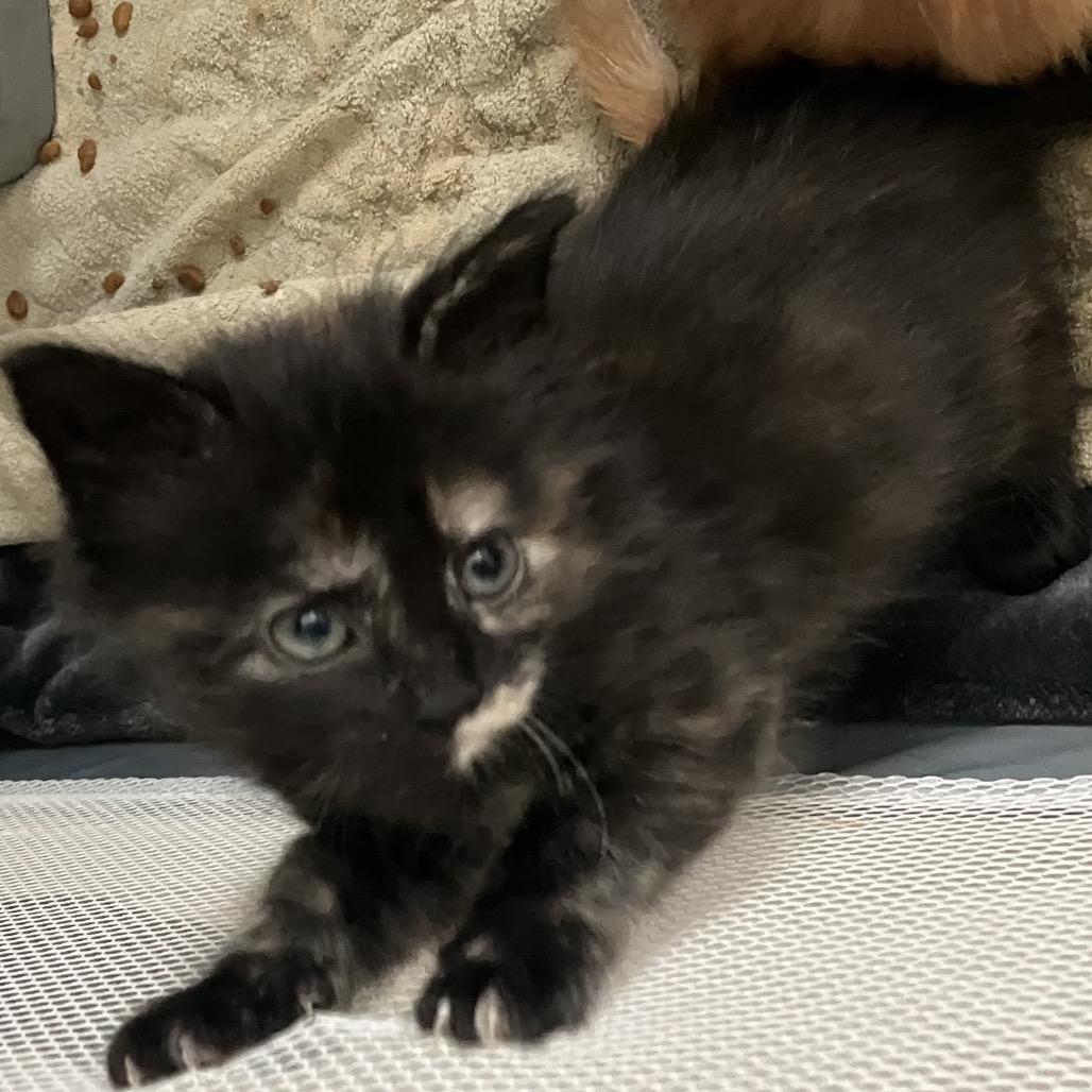 Enlarge Ewok, a Adoptable Domestic Short Hair in Katy, TX image 3/3