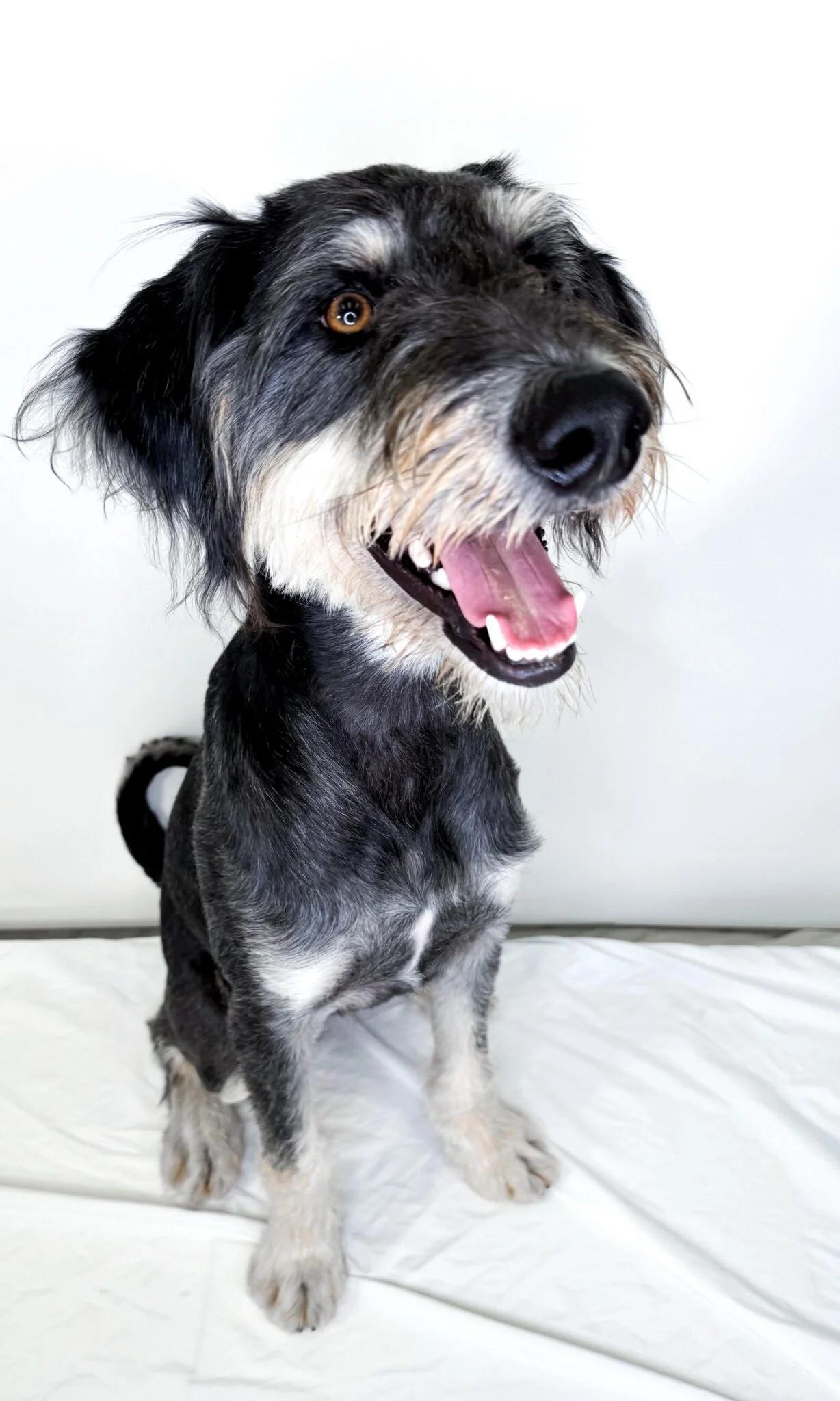 Wesley, an adoptable Labradoodle in Bixby, OK, 74008 | Photo Image 1