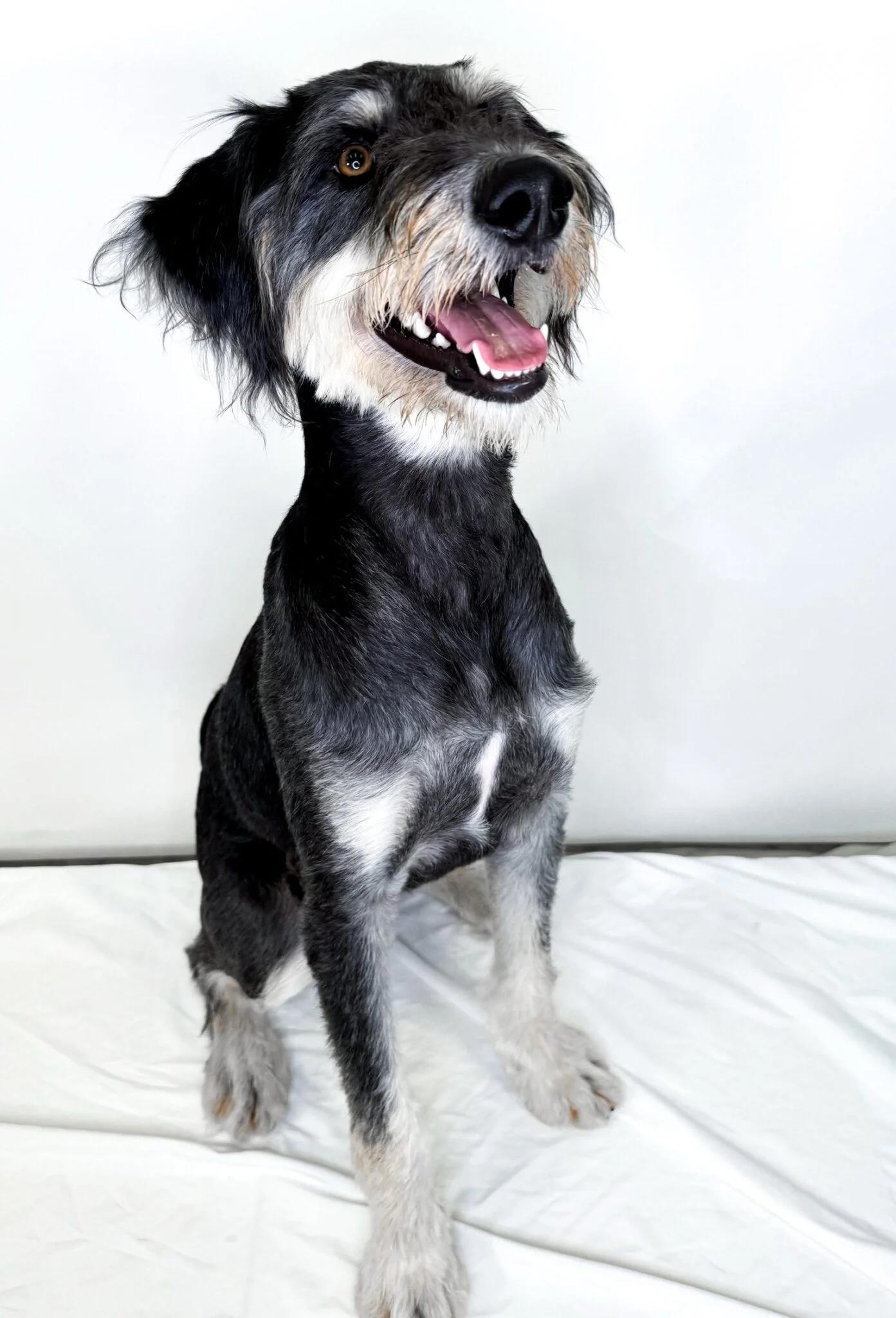 Wesley, an adoptable Labradoodle in Bixby, OK, 74008 | Photo Image 4