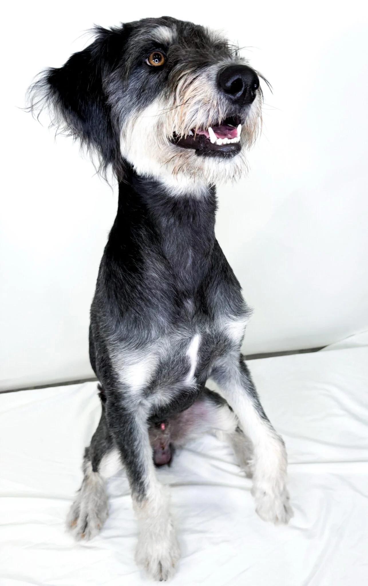 Wesley, an adoptable Labradoodle in Bixby, OK, 74008 | Photo Image 3