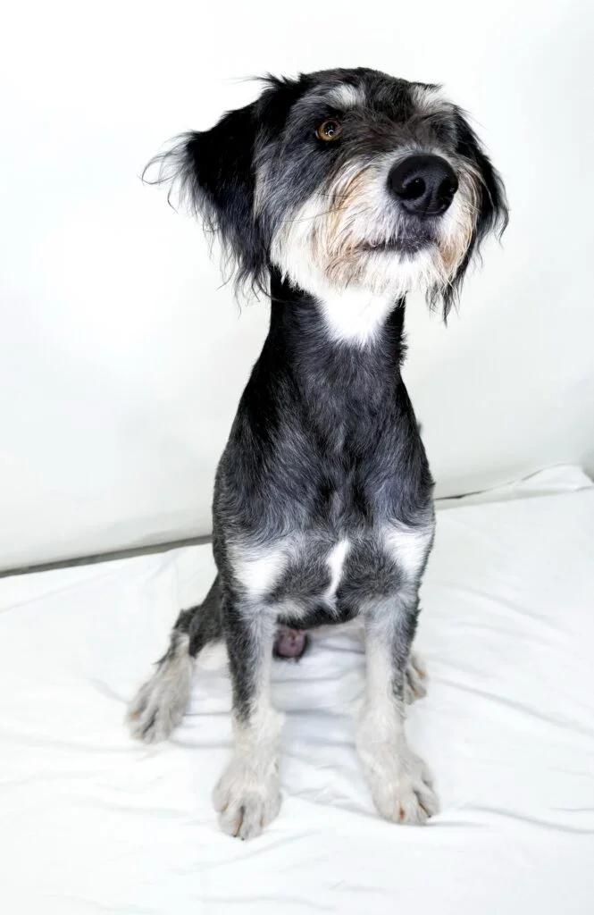 Wesley, an adoptable Labradoodle in Bixby, OK, 74008 | Photo Image 2